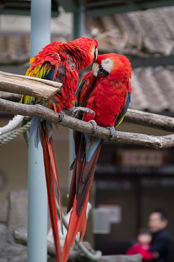 コンゴウインコ