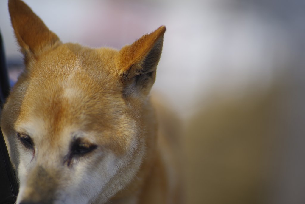 smc PENTAX-A☆ 135mm F1.8