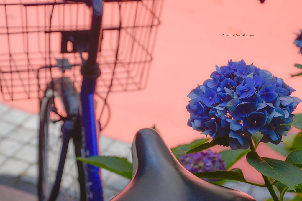 紫陽花色に染められて～
