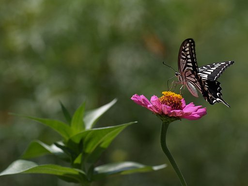 アゲハチョウ