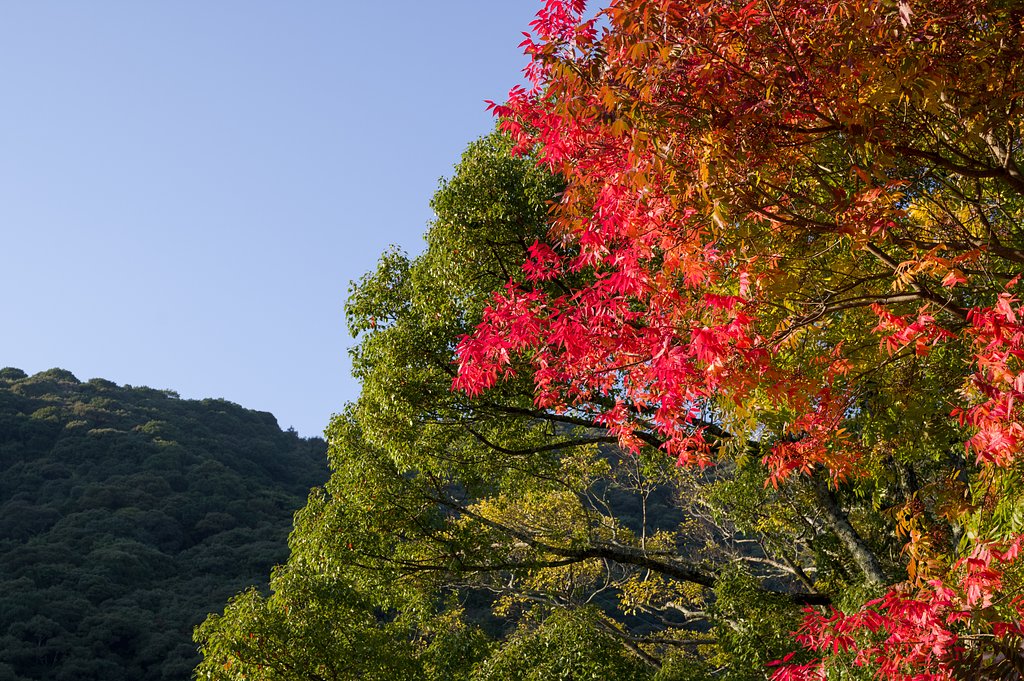SIGMA 17-50mm F2.8 EX DC HSM 