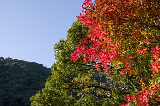 SIGMA 17-50mm F2.8 EX DC HSM 
