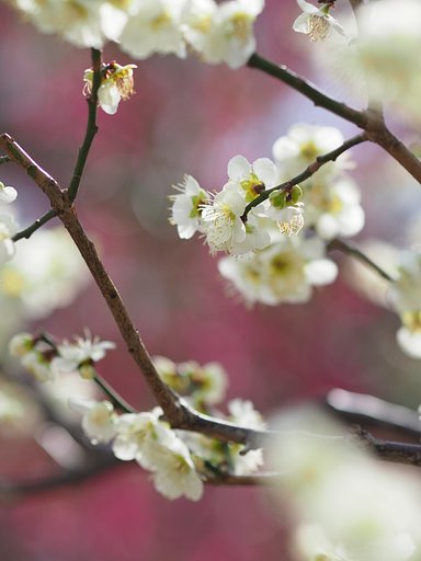 春に埋もれて