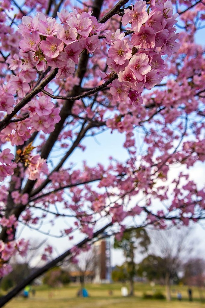 【春景】河津桜