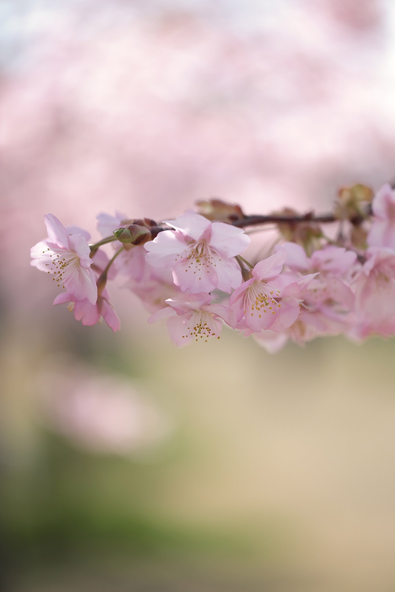 河津桜