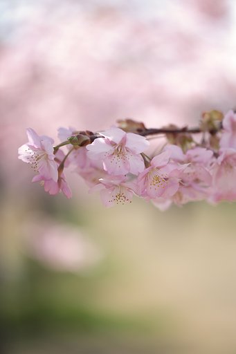 河津桜