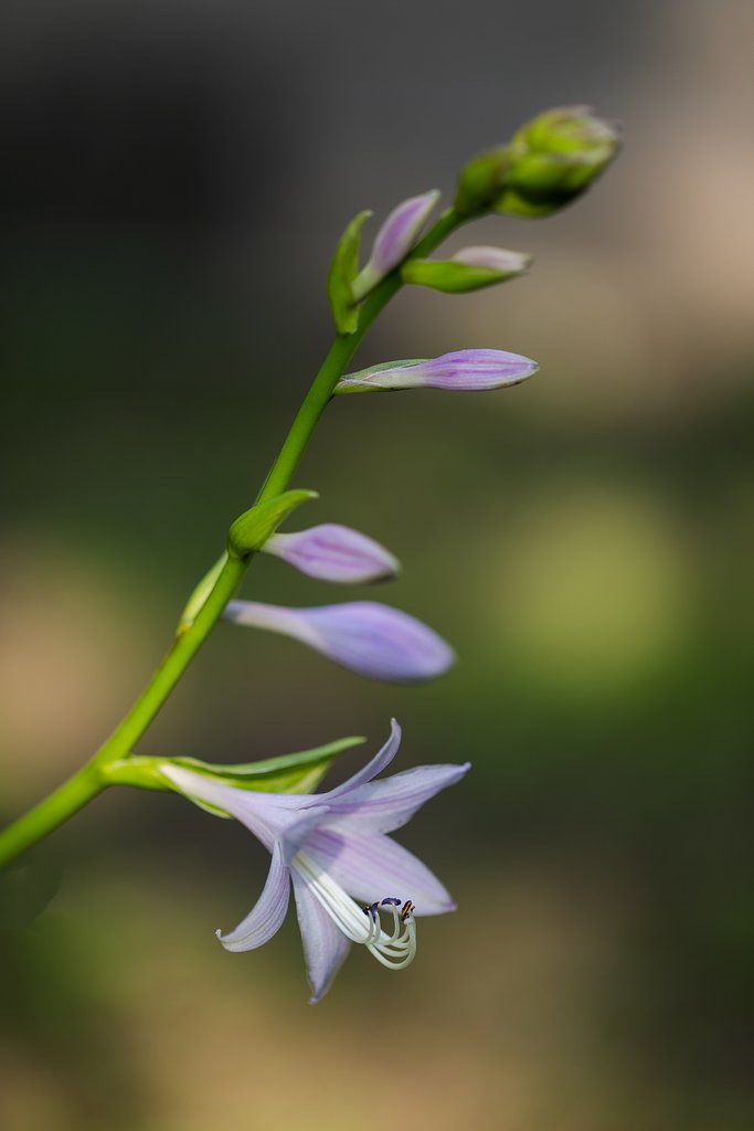 EF100mm F2.8 L IS MACRO