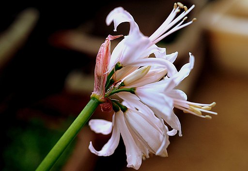 Olympus ZD35mmF3.5+AdapterMMF1
