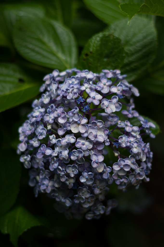 PENTAX-DA 50mmF1.8