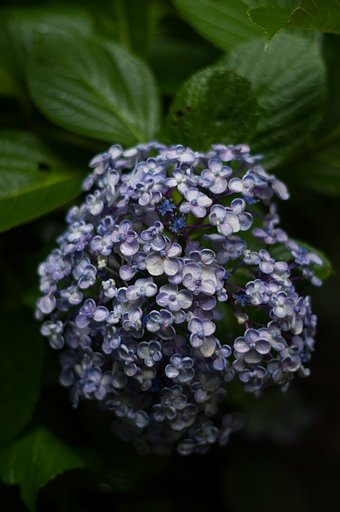PENTAX-DA 50mmF1.8