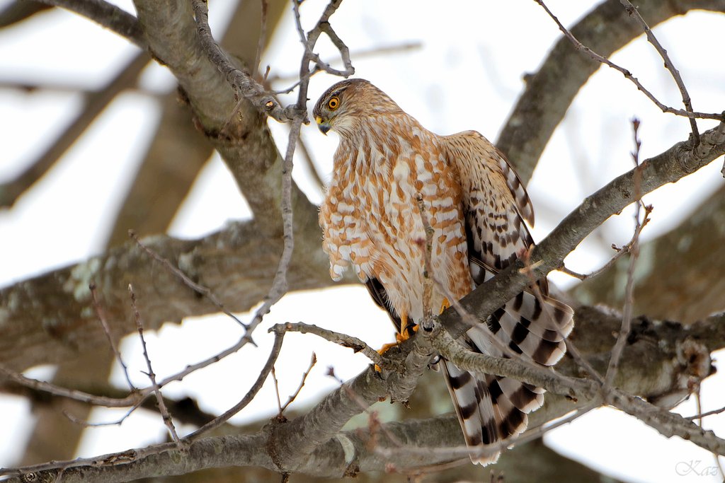 Broad-winged Hawk 2
