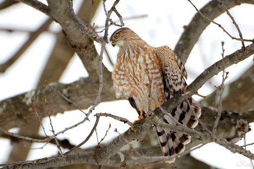 Broad-winged Hawk 2