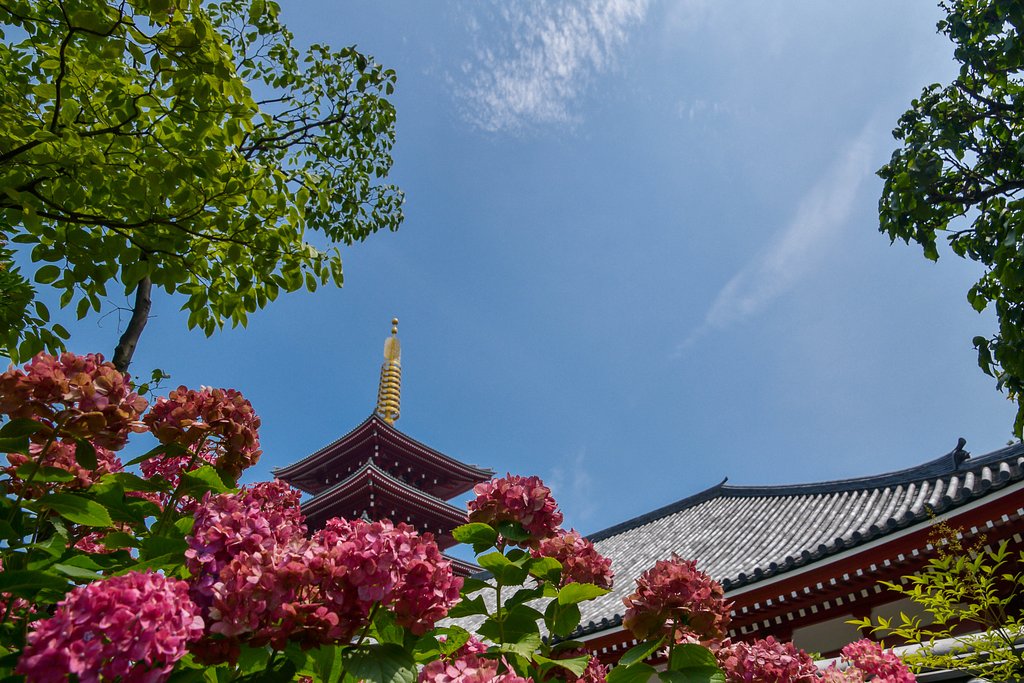 浅草紫陽花