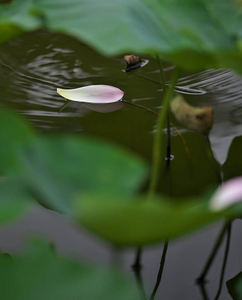 EF70-200mm F2.8L IS Ⅱ