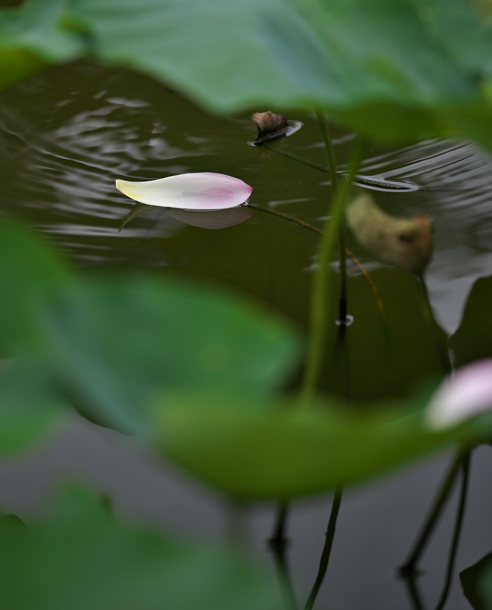 EF70-200mm F2.8L IS Ⅱ