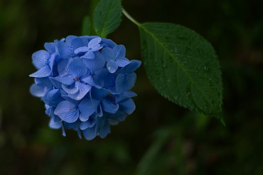 PENTAX-DA 50mmF1.8