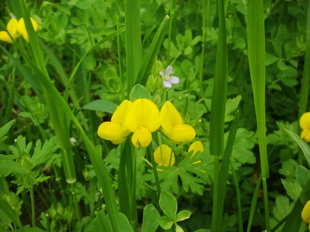 ミヤコグサ野原