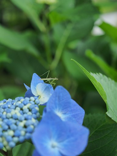 昆虫2