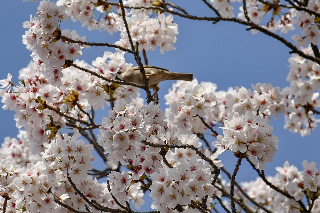 【桜花】さくらとすずめ