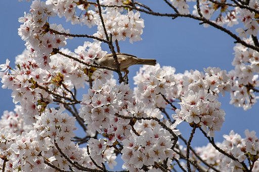 【桜花】さくらとすずめ