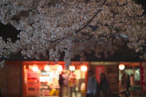 夜桜2