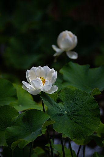 EF100-400mm F4.5-5.6 L IS