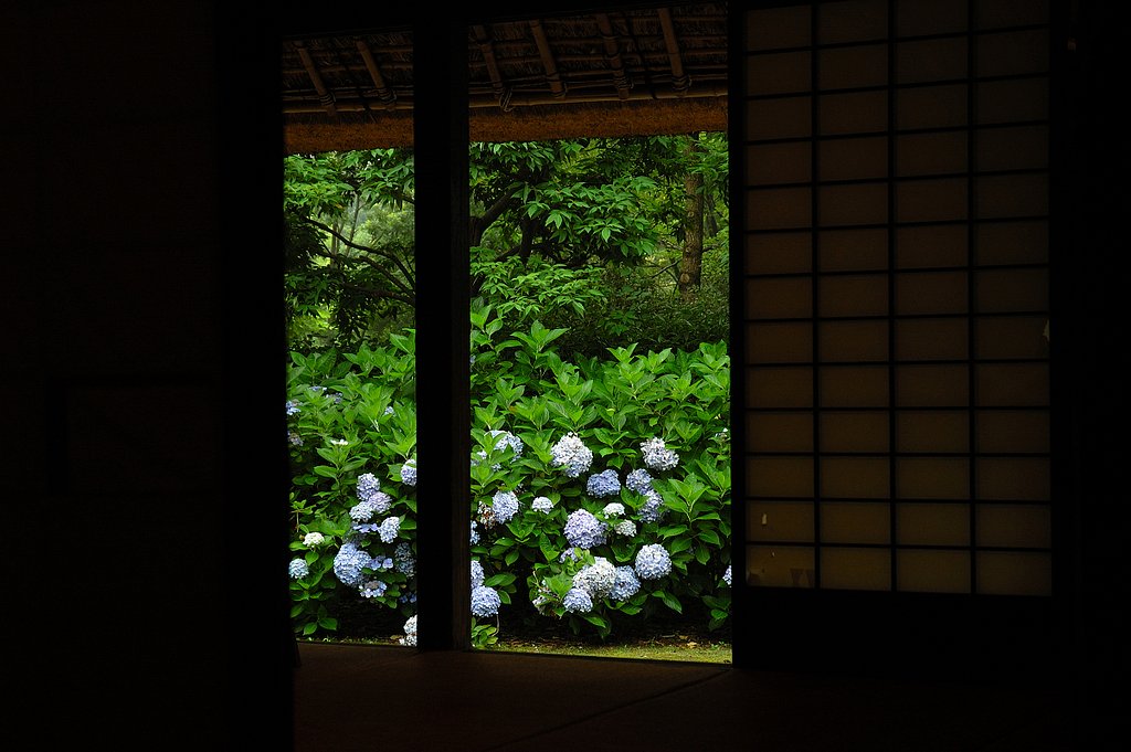 庭の紫陽花2006