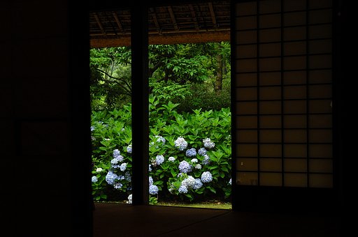 庭の紫陽花2006