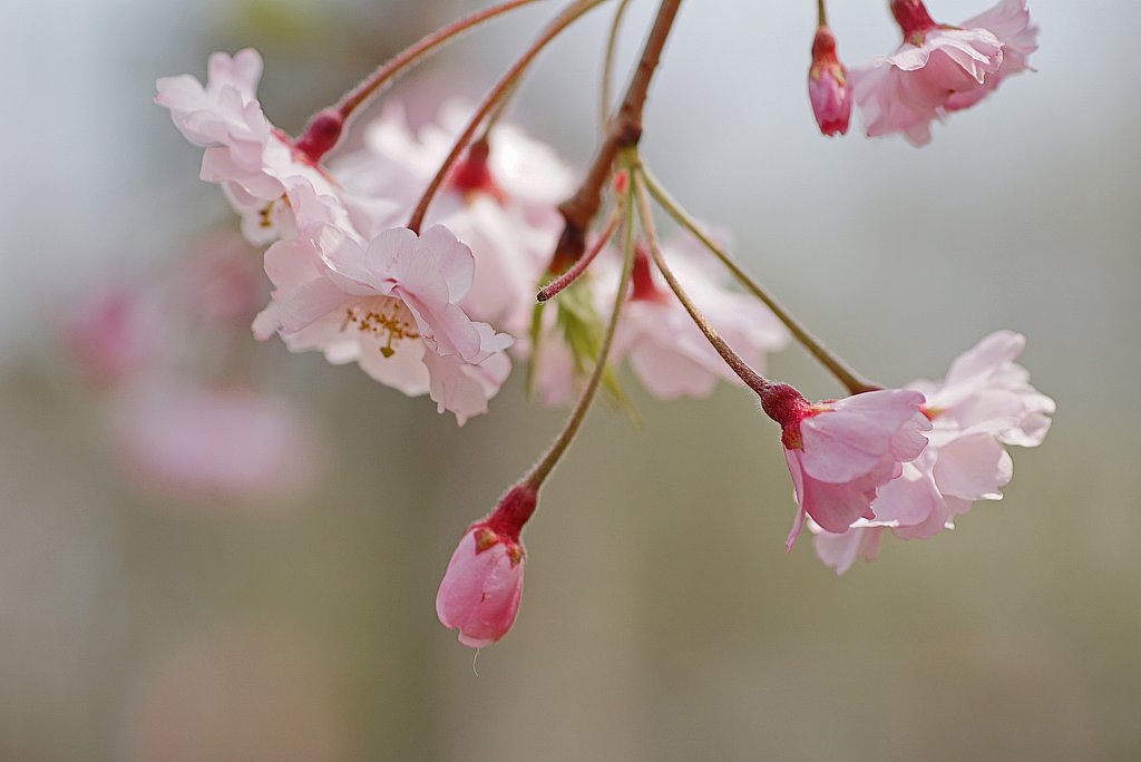 枝垂れ桜