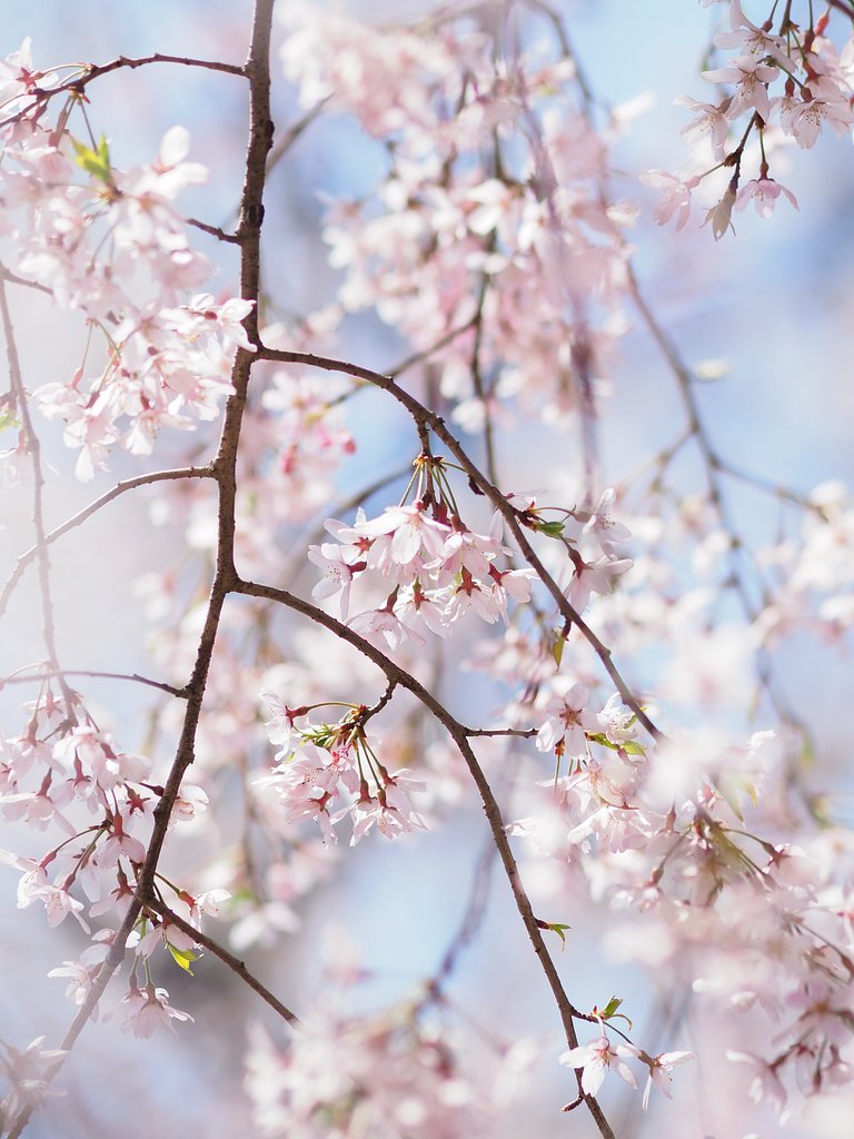 桜ミルク
