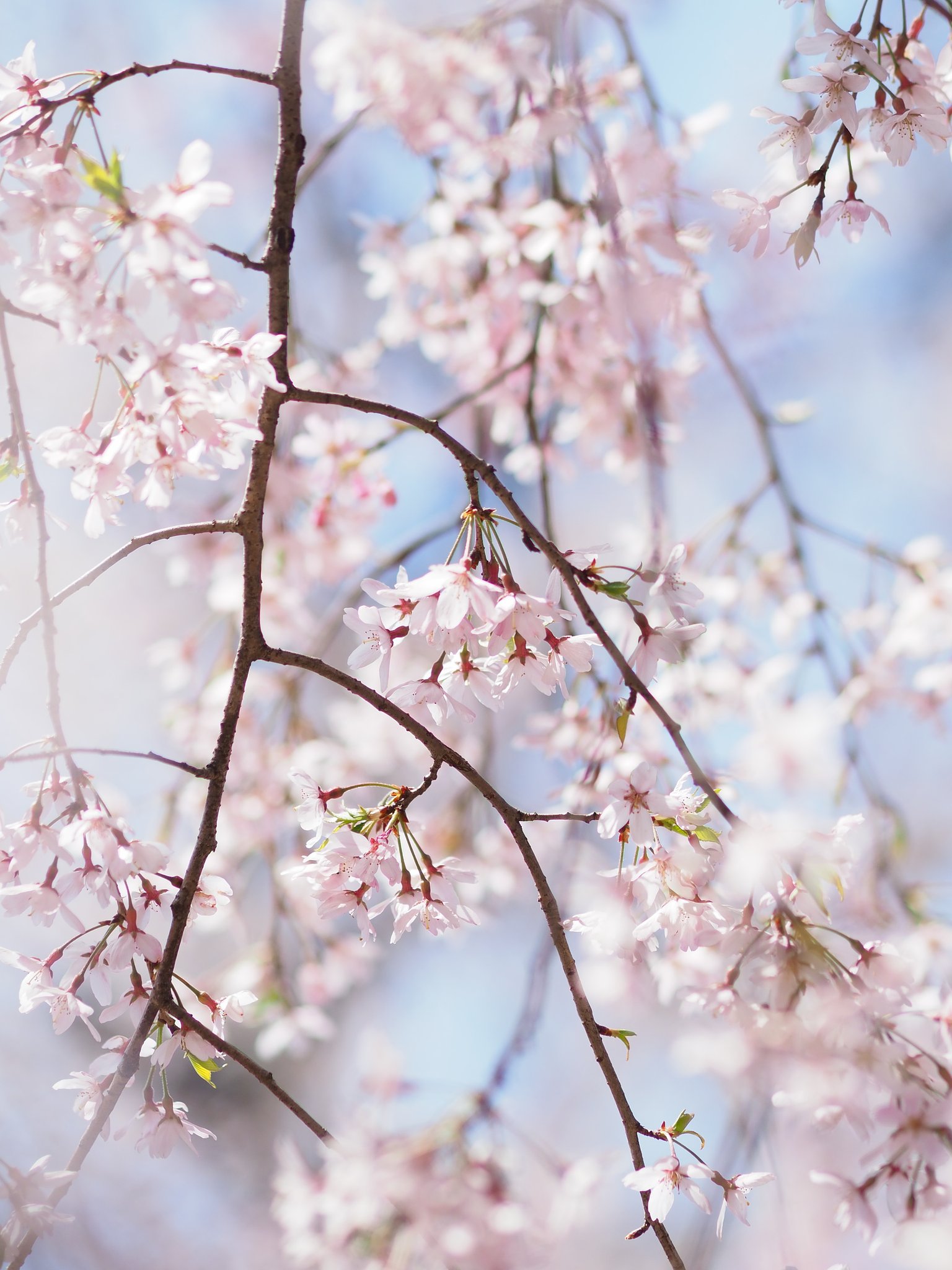 桜ミルク