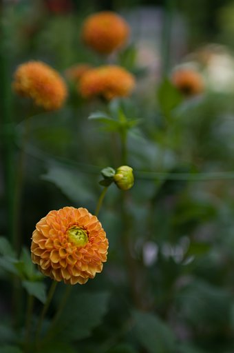 SIGMA 30mm F1.4 DC HSM