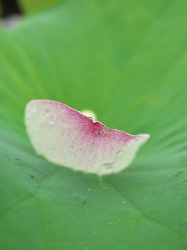 滴