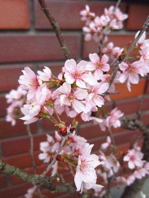 啓翁桜