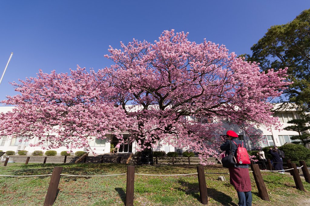 寒桜