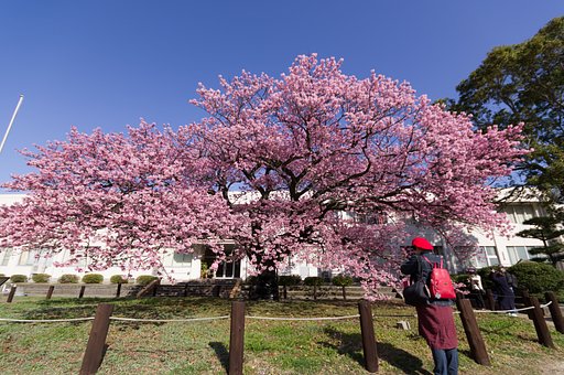 寒桜