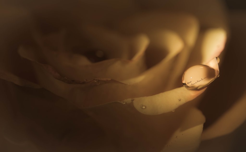 Sepia rose