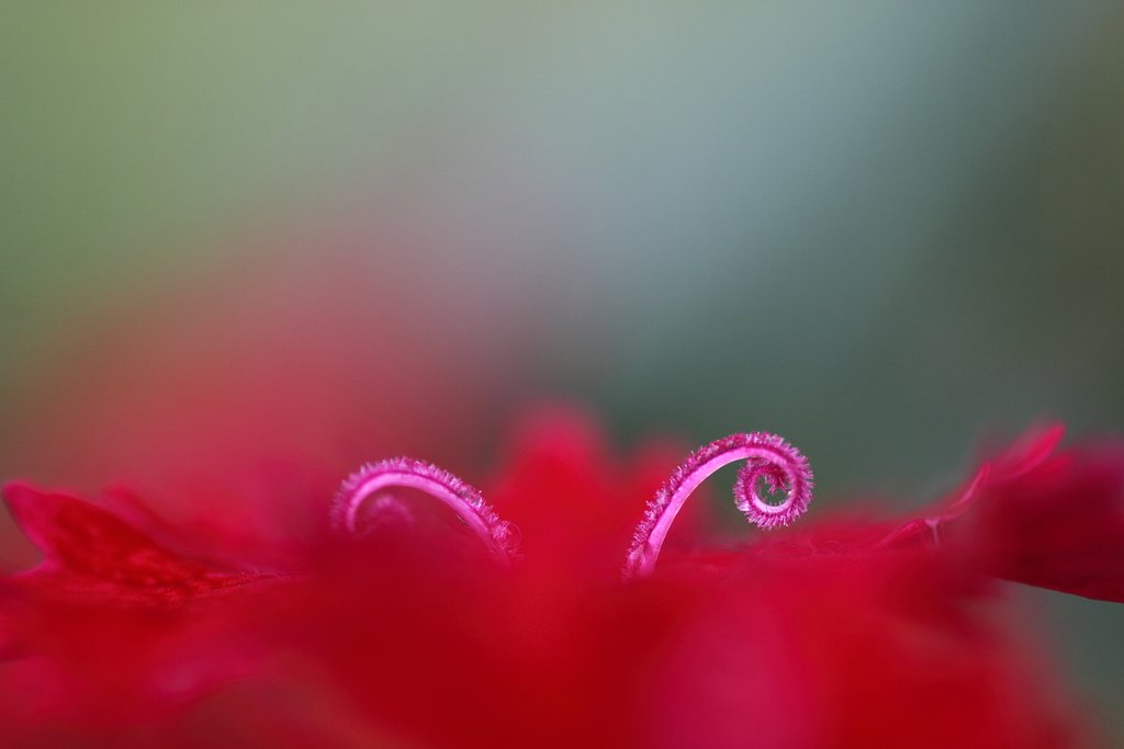 Tamron 90mm f2.8 macro 172E