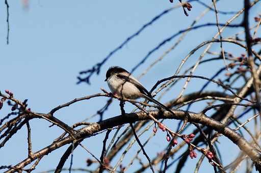 何の鳥?