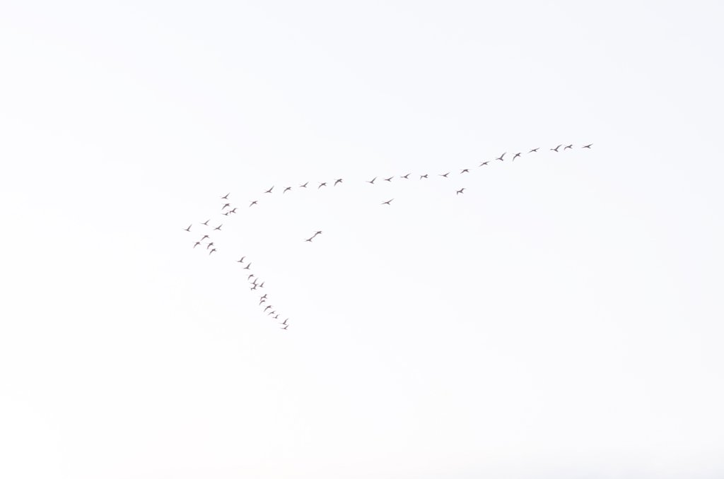 白い鳥の北帰行