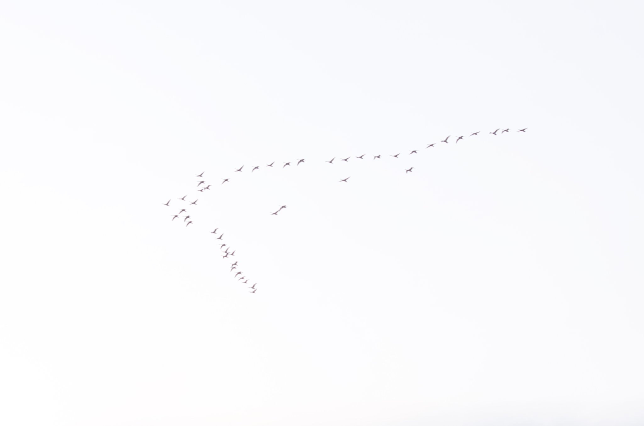 白い鳥の北帰行