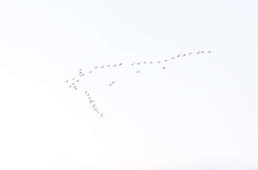 白い鳥の北帰行
