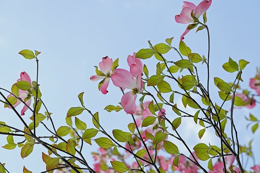庭のはなみずき