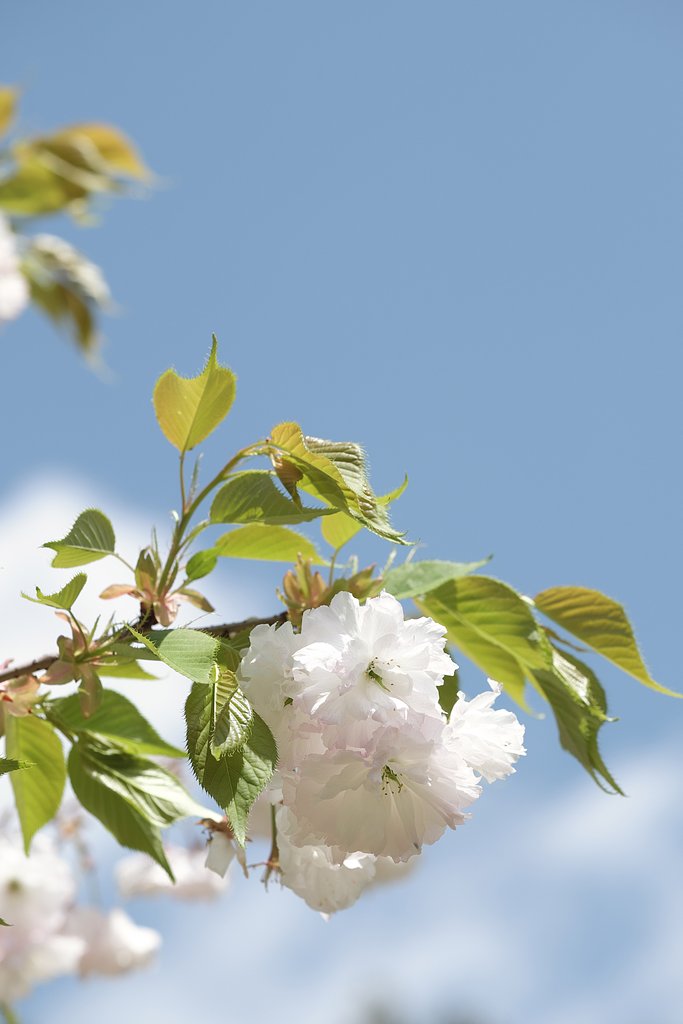 桜