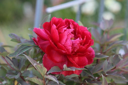 短命な花