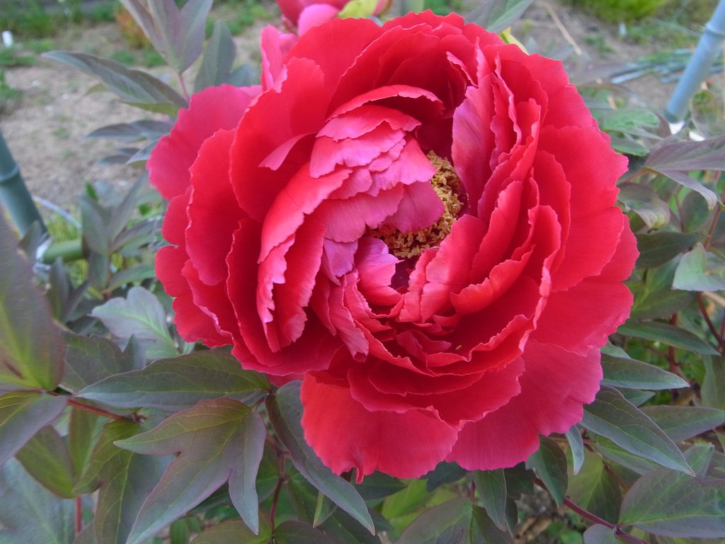 牡丹の花をUPしました。