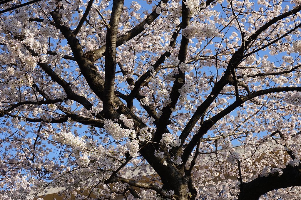 sakura