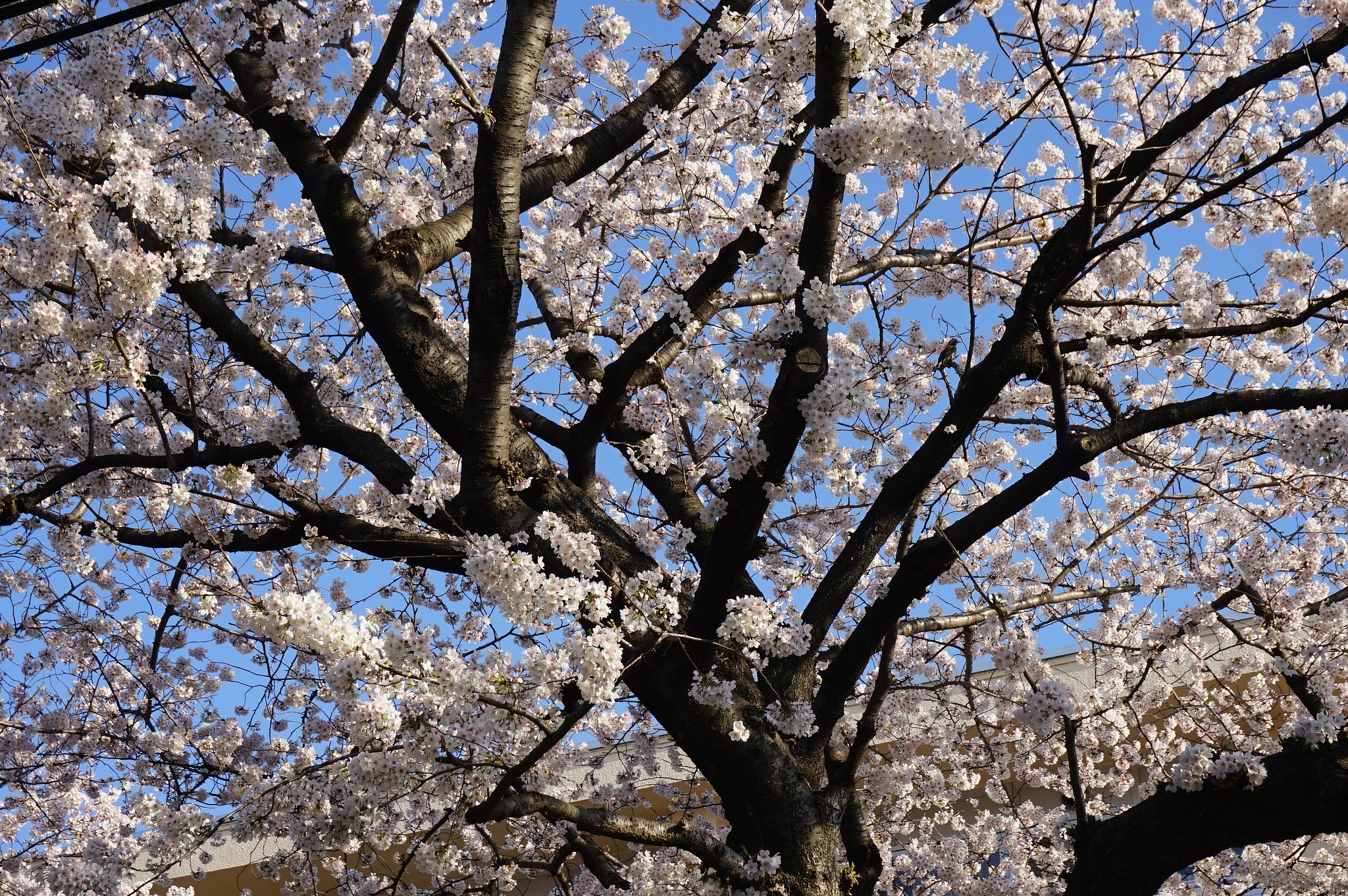 sakura