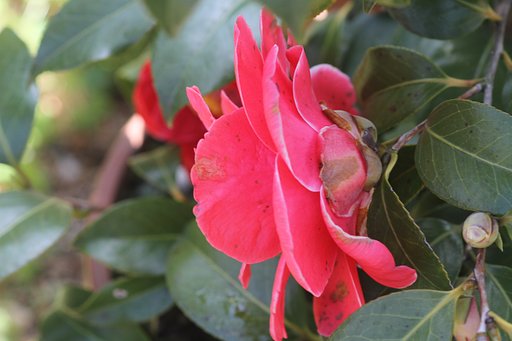 椿の花