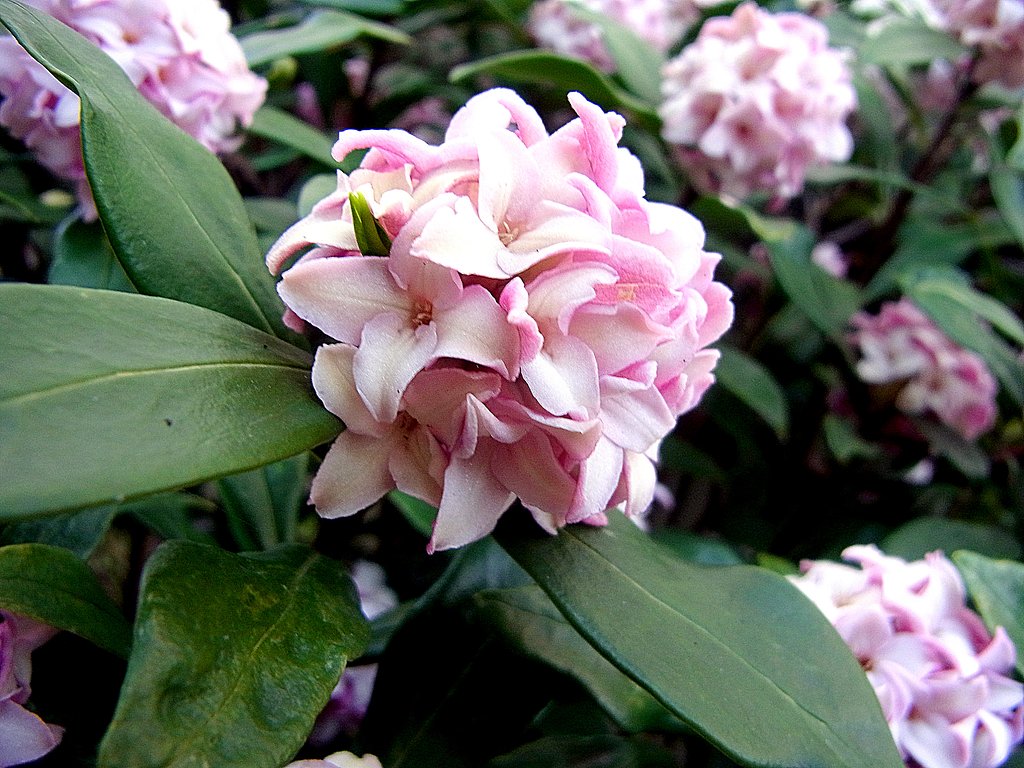 沈丁花